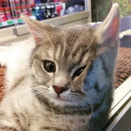 Fluff 1 - Sticker 19