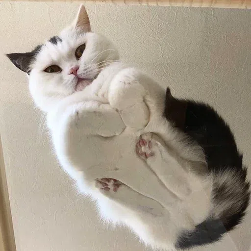 Fluff 1 - Sticker 26