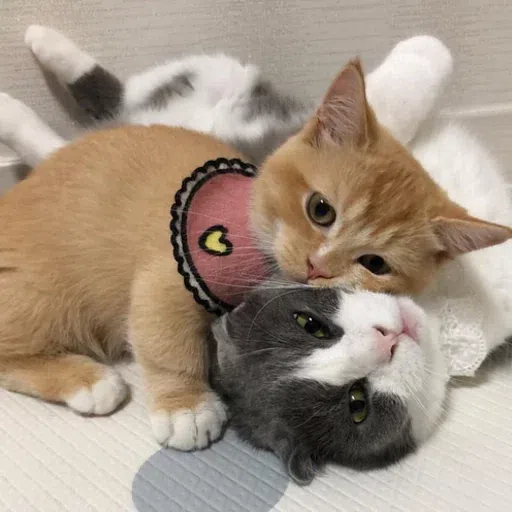 Fluff 1 - Sticker 25