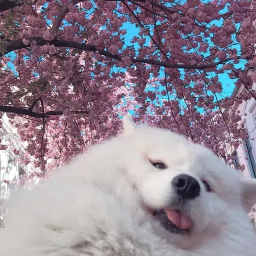 Fluff 1 - Sticker 30