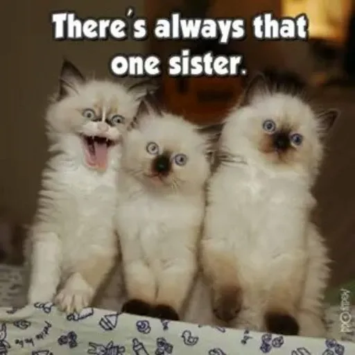 animals fun - Sticker 19
