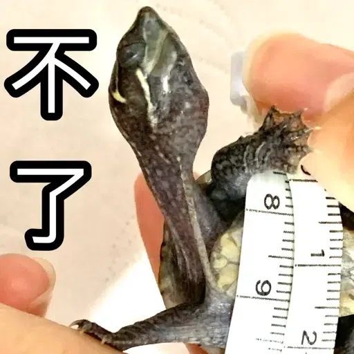 圭圭森森成長日記 - Sticker 21