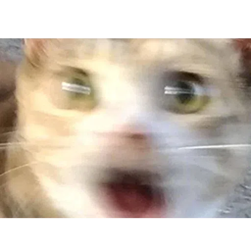 Meme - Sticker 21