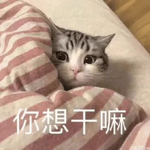 Meme - Sticker 9