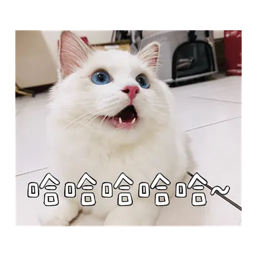 Catt - Sticker 10