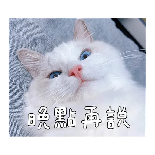 Catt - Sticker 16
