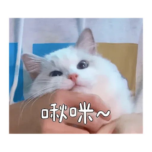 Catt - Sticker 15