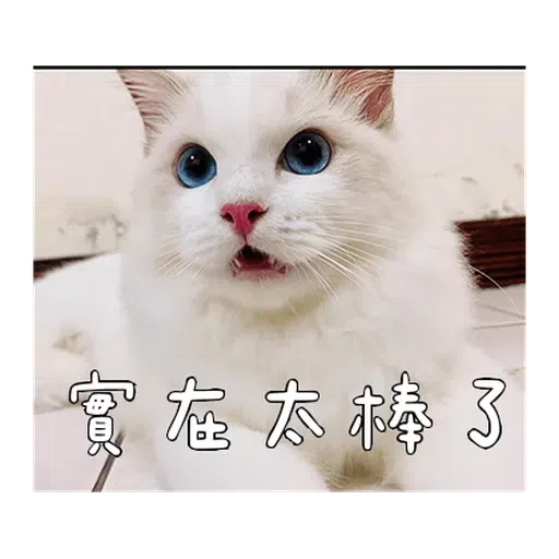 Catt - Sticker 9