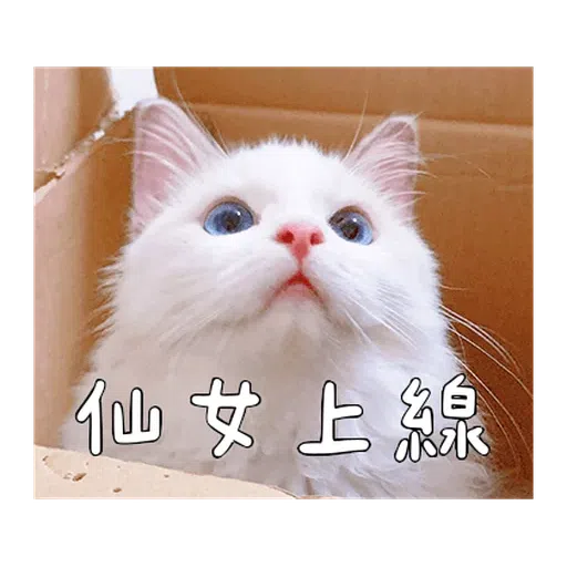 Catt - Sticker 14