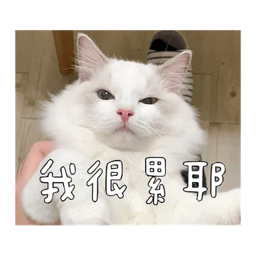 Catt - Sticker 13