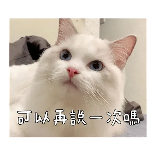 Catt - Sticker 12