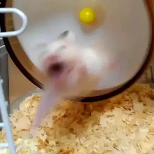 Hamster - Sticker 26