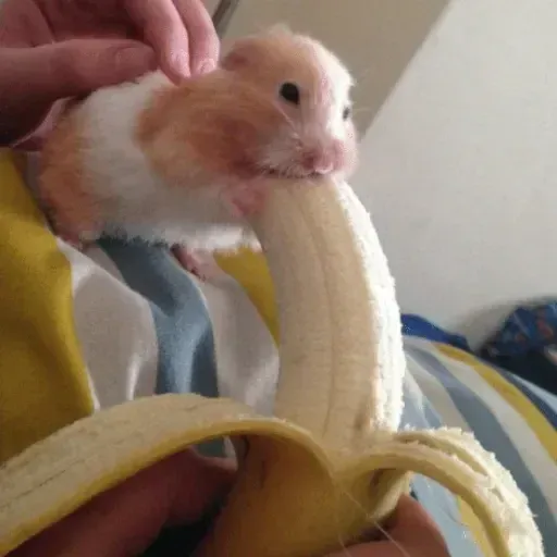 Hamster - Sticker 27