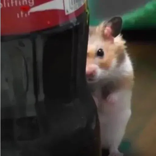 Hamster - Sticker 25
