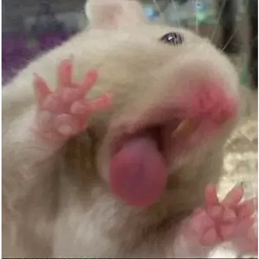 Hamster - Sticker 24