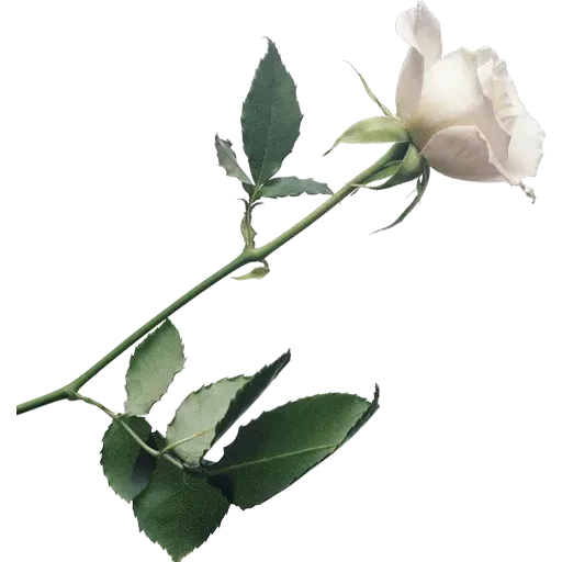 flower - Sticker 27