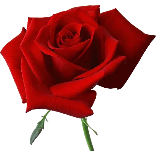 flower - Sticker 9