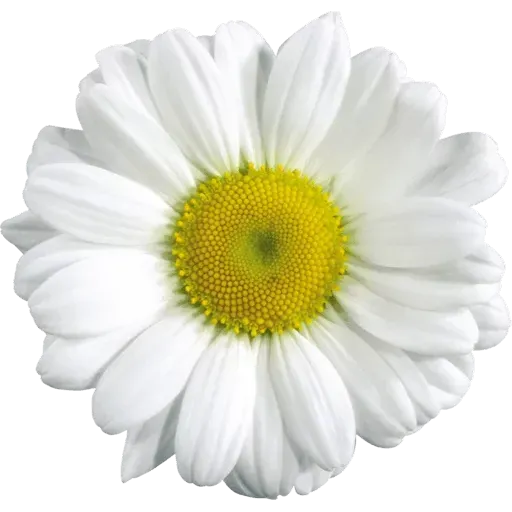 flower - Sticker 11