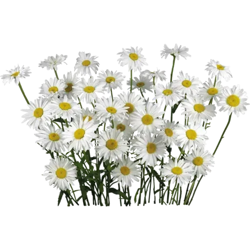flower - Sticker 10