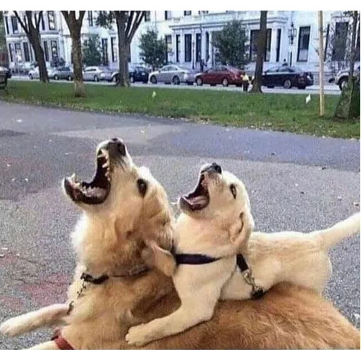Doggos - Sticker 12