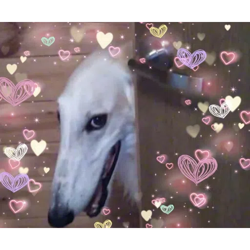 Doggos - Sticker 10