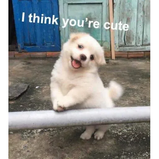 Doggos - Sticker 11