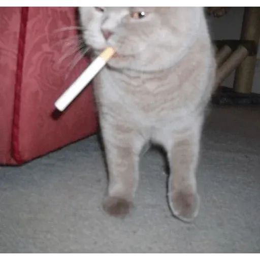 Cato - Sticker 13