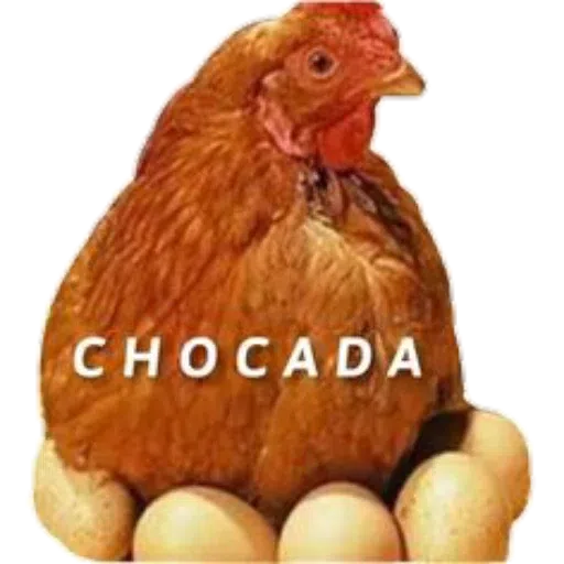 Divertidos - Sticker 18
