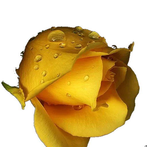 Yellow Flowers @ykinanah - Sticker 9