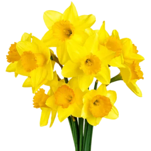 Yellow Flowers @ykinanah - Sticker 14