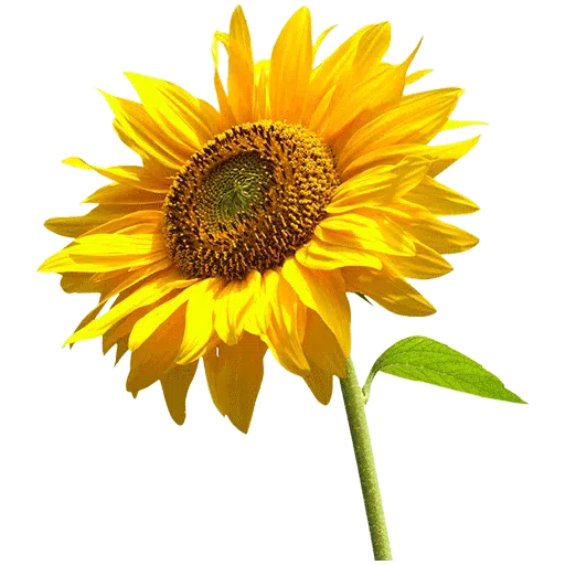 Yellow Flowers @ykinanah - Sticker 17