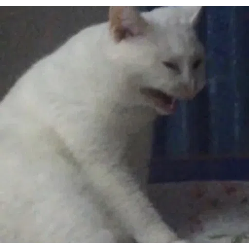 Cat2 - Sticker 28