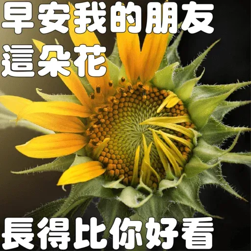 早安我的朋友 - Sticker 15