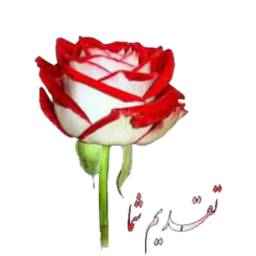 Soraya - Sticker 13