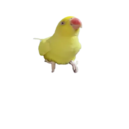 sunnybaby - Sticker 11