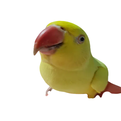 sunnybaby - Sticker 20