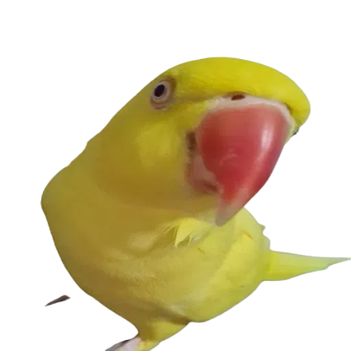 sunnybaby - Sticker 17
