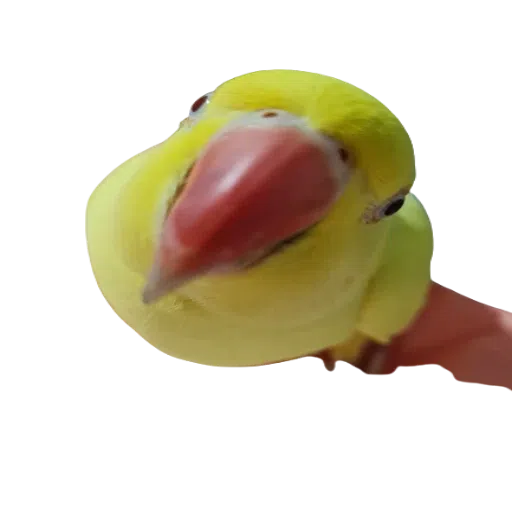 sunnybaby - Sticker 19