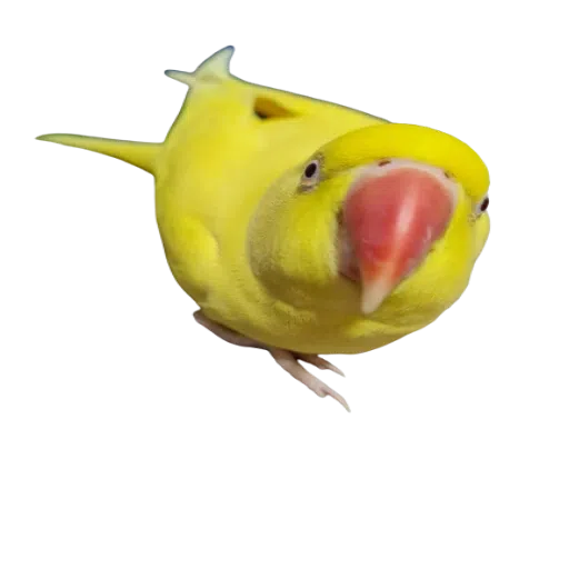 sunnybaby - Sticker 16