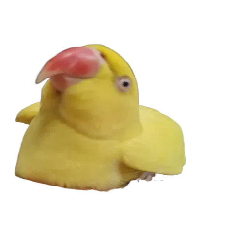 sunnybaby - Sticker 24