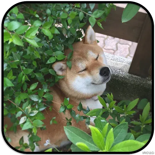 Doggo - Sticker 25