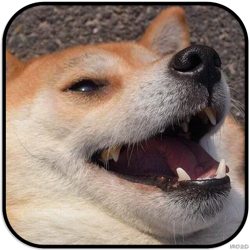 Doggo - Sticker 23