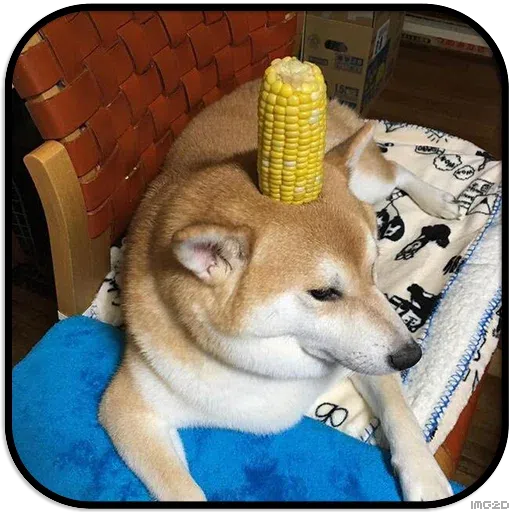 Doggo - Sticker 24