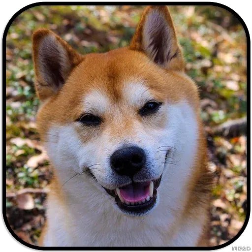 Doggo - Sticker 19