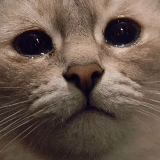 Cat memes - Sticker 10