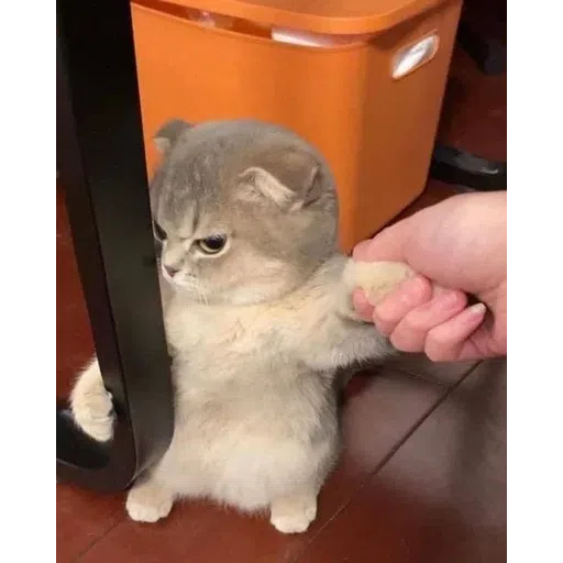 Cat memes - Sticker 29