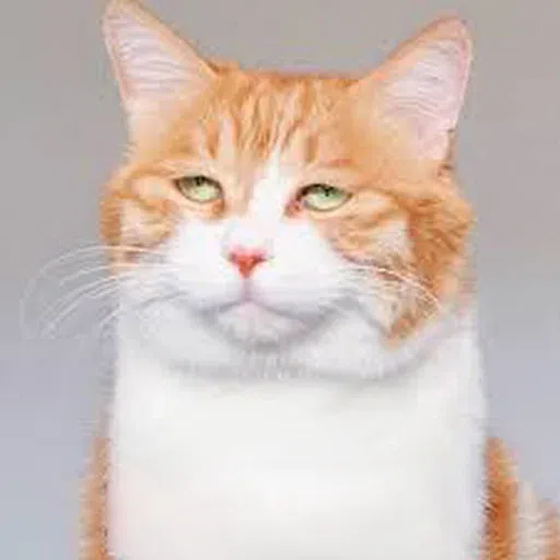 Cat memes - Sticker 30