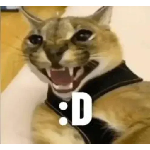 funne cat 4 - Sticker 12