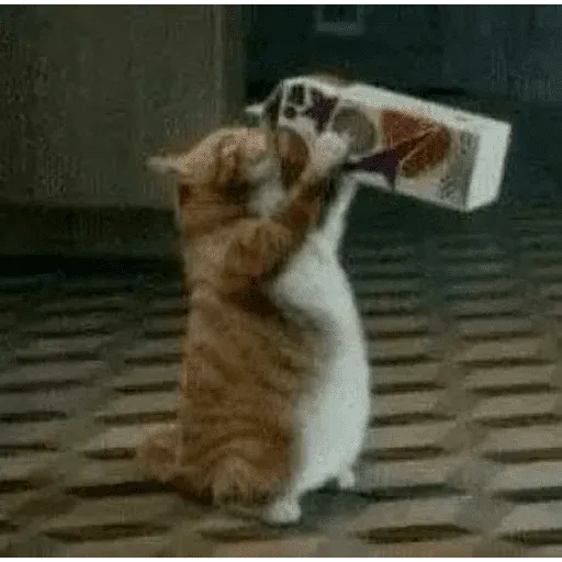 funne cat 4 - Sticker 24