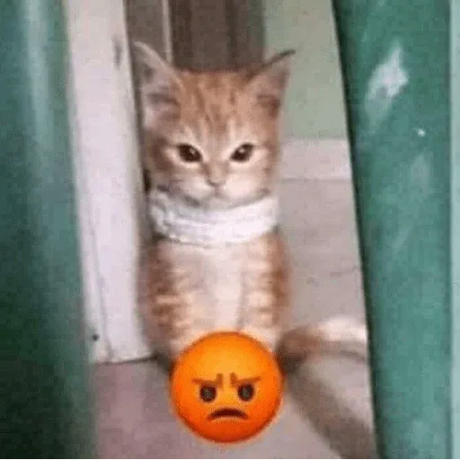 funne cat 4 - Sticker 18